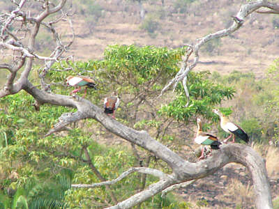 Nilgnse im Masai Mara National Reserve